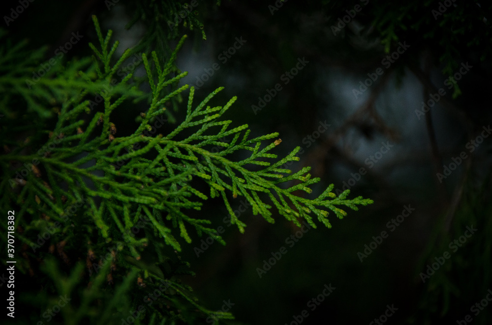 Bright green branch of oriental thuja on dark natural background. Evergreen leaves of Platycladus close up