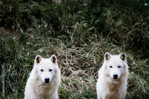 Deux loups arctique ou loup blanc