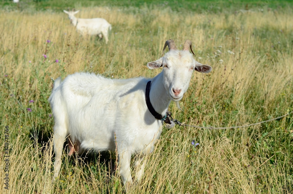 White goats with horns grazing in a meadow in summer. White goats with horns grazing in a meadow in summer.