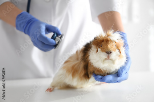 Fototapeta Naklejka Na Ścianę i Meble -  Female veterinarian examining guinea pig in clinic, closeup