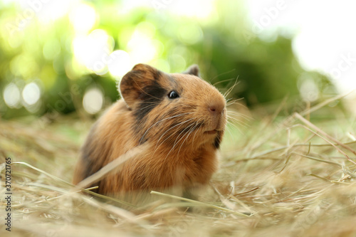 Cute funny guinea pig and hay outdoors, closeup