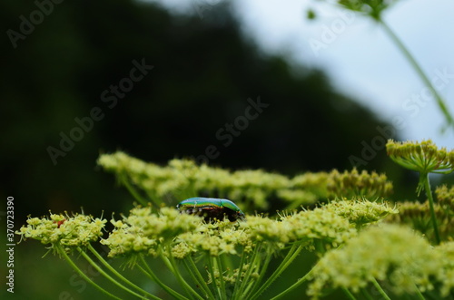 Flower chafers eating nectar of white flower. Scarabaeidae family. photo