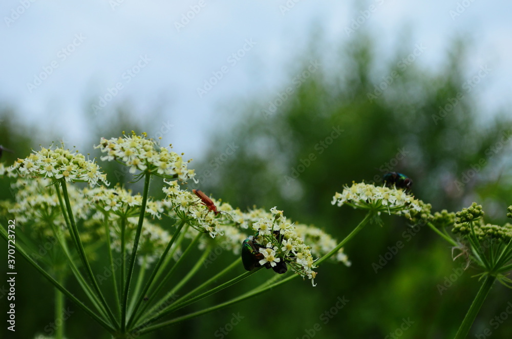 Flower chafers eating nectar of white flower. Scarabaeidae family.