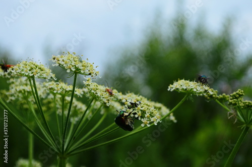 Flower chafers eating nectar of white flower. Scarabaeidae family. photo