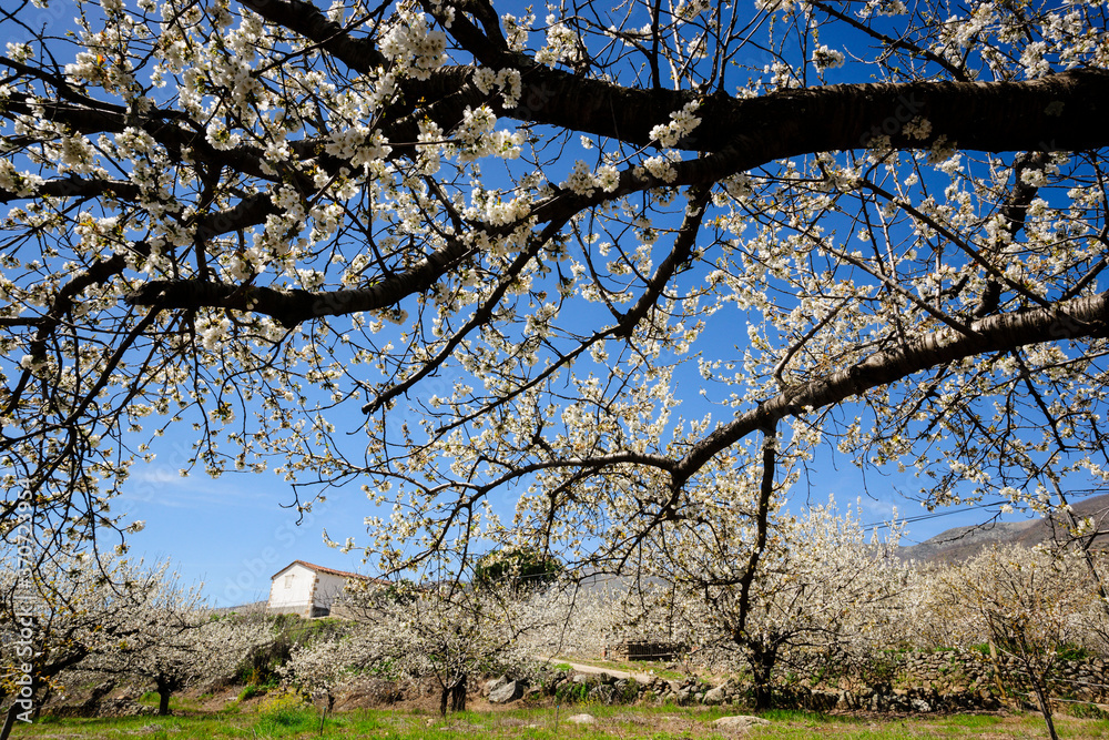 cerezos en flor -Prunus cerasus-, Jerte, valle del Jerte, Cáceres, Extremadura, Spain, europa cerezos en flor -Prunus cerasus-, Jerte, valle del Jerte, Cáceres, Extremadura, Spain, europa