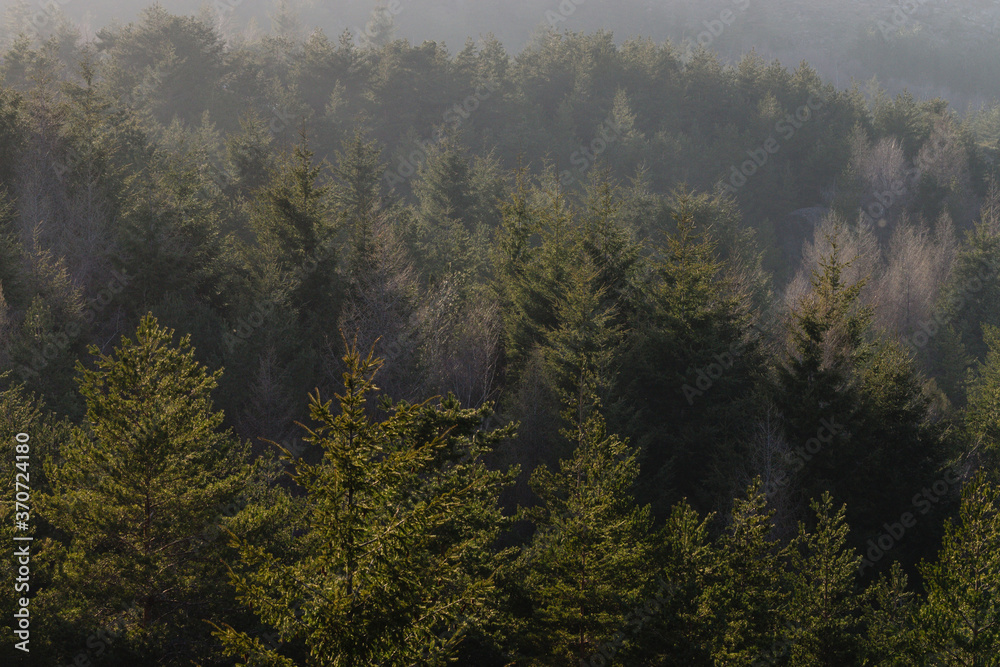 bosque de coniferas, Abeto de Douglas o pino de oregón, Pseudotsuga menziensii , Serra Da Estrela, Beira Alta, Portugal, europa