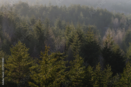 bosque de coniferas  Abeto de Douglas o pino de oreg  n  Pseudotsuga menziensii   Serra Da Estrela  Beira Alta  Portugal  europa