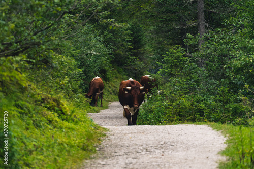 Cows on the alpine road