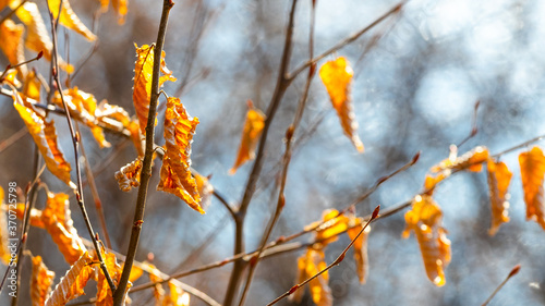 Dry autumn leaves on a tree branch in sunny weather
