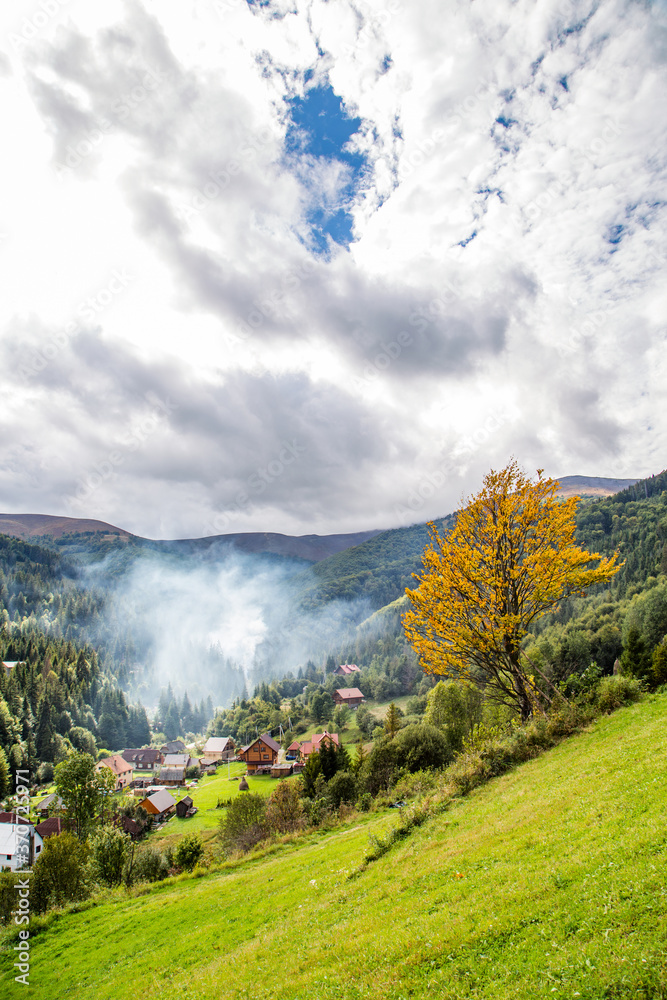 autumn landscape. tree with yellow leaves on a background of green forest. mountain landscape