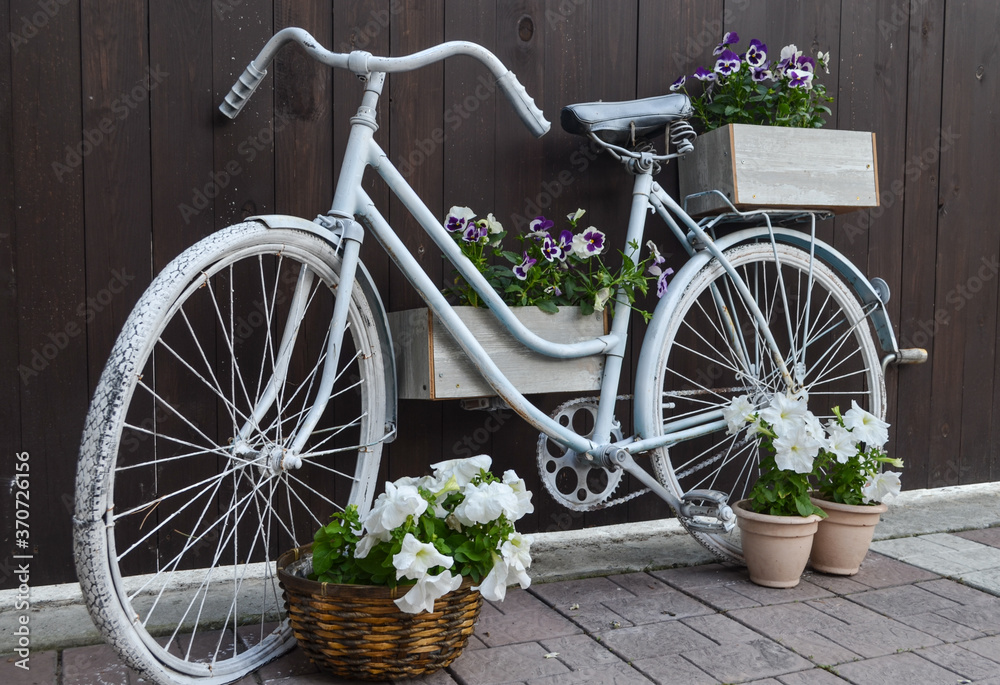 Vintage white bicycle on the background of a wooden fence with a basket, boxes of white and purple flowers close-up.