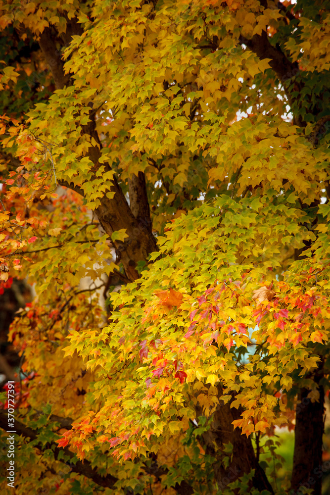 Beautiful yellow, orange red and green leaves. The colors of autumn (fall). Beautiful yellow, orange red and green leaves. The colors of autumn (fall).