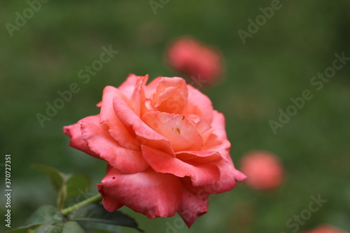 pink rose in garden. © Habibur