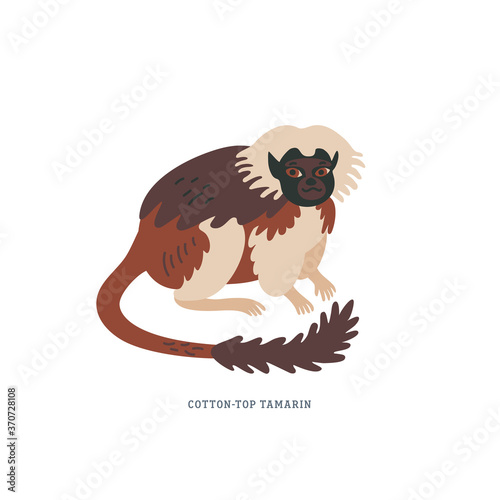 Cotton-top tamarin or Saguinus Oedipus - small New World monkey with white crest on head. photo