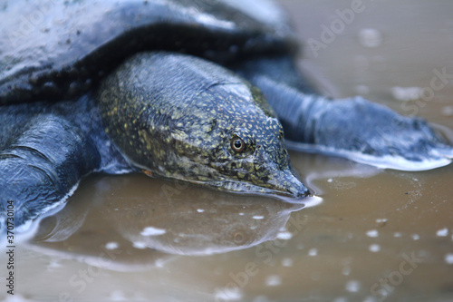 Malayan softshell turtle (Dogania subplana) is a species of softshell turtle in the family Trionychidae.