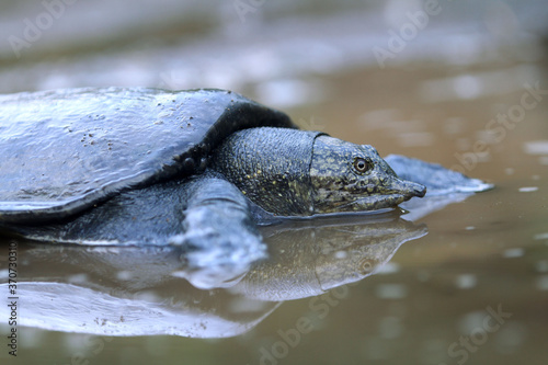 The Malayan softshell turtle is found in Brunei, Indonesia, Java, Kalimantan, Malaysia, Myanmar, the Philippines, Sabah, Sarawak, Singapore, and Sumatra.