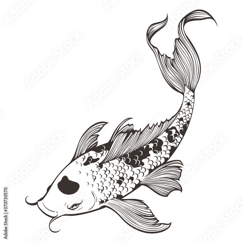 Vector illustration of hand drawn koi fish line drawing. Japanese carp doodle. Isolated on white background. Black and white. This design for coloring book, tattoo, decoration, pattern, and more.