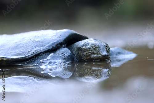 The Malayan softshell turtle is found in Brunei, Indonesia, Java, Kalimantan, Malaysia, Myanmar, the Philippines, Sabah, Sarawak, Singapore, and Sumatra.