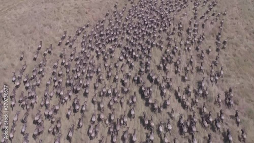 Aerial video of migrating wildebeest in the Maasai Mara photo