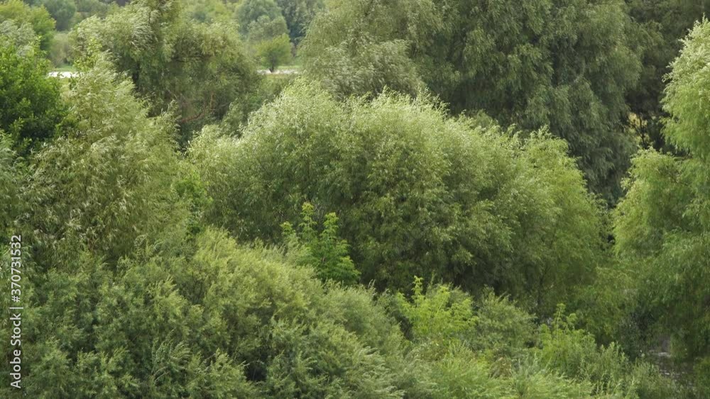 Aerial view at many beautiful fresh green trees swinging in wind. Countryside rural summer cloudy landscape. Abstract 4k video background. Aerial view at many beautiful fresh green trees swinging in wind. Countryside rural summer cloudy landscape. Abstract 4k video background.