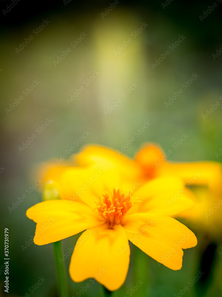 Closeup of a yellow orange Marigold flower Closeup of a yellow orange Marigold flower