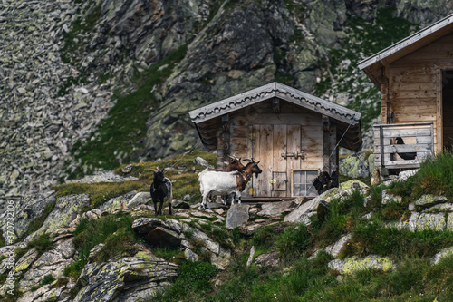 Goats in the monutains © yurykozyrev