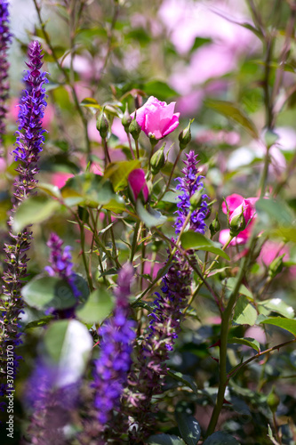 Im Rosengarten