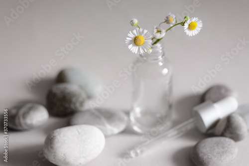 White camomile herb flowers in transparent glass serum cosmetic bottle for cosmetic products with pipette laying near on round pebbles