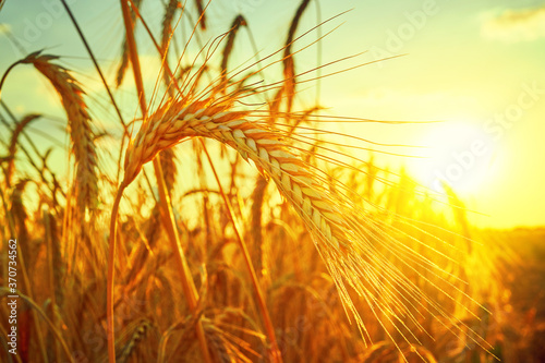 Wheat field. Ears of golden wheat close up. Beautiful Nature Sunset Landscape.