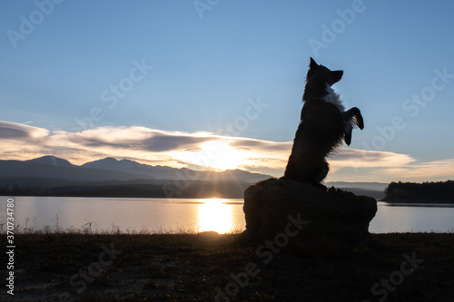 Dog silhouette in Lac Montbel, Ariège, France