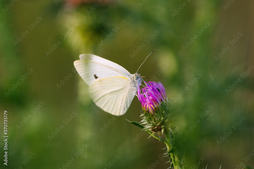 Pieris brassicae, cabbage butterfly, cabbage white, cabbage moth butterfly Pieris brassicae, cabbage butterfly, cabbage white, cabbage moth butterfly