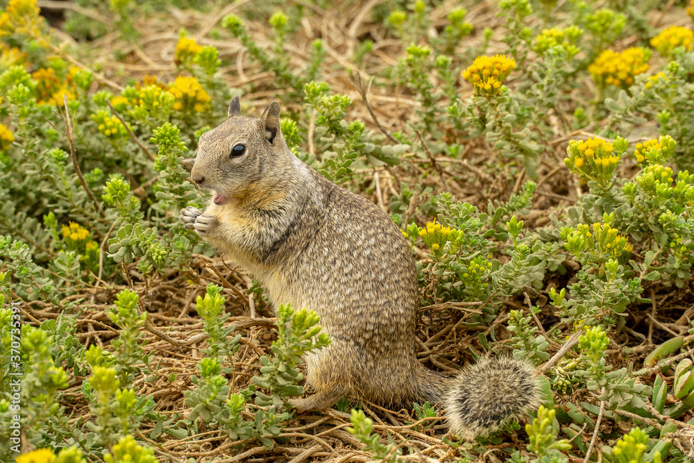 California, on the road to Carmel, close-up view of a squirrel California, on the road to Carmel, close-up view of a squirrel