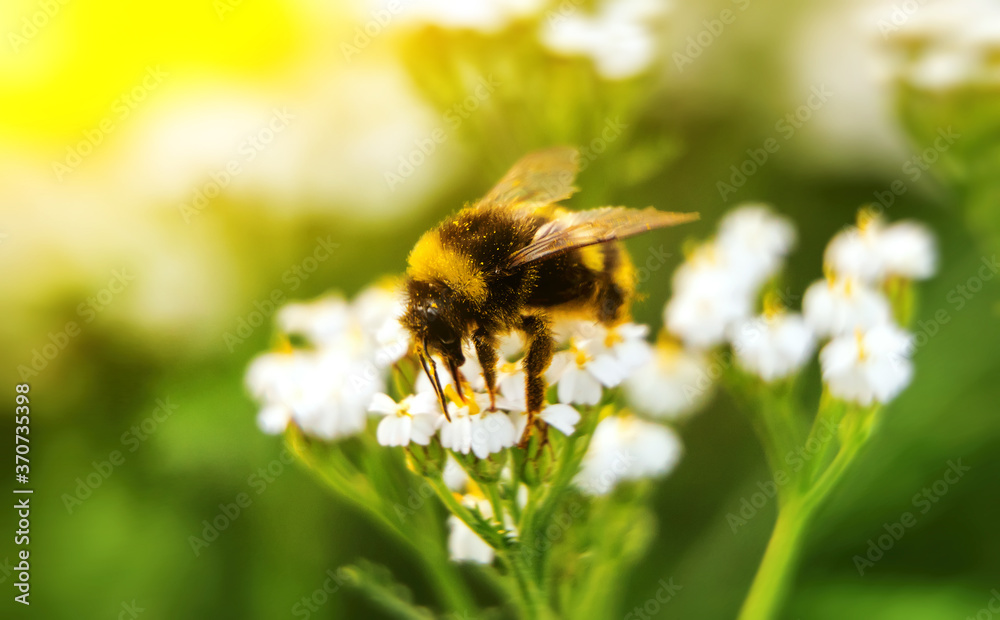 Macro shot of Bumblebee on the flower. Macro shot of Bumblebee on the flower.