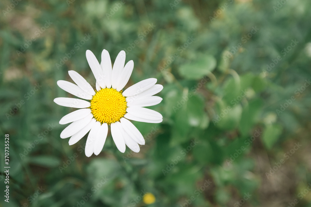 Fototapeta premium Chamomile plant blooms in a field of wild plants. Useful plants and folk medicine