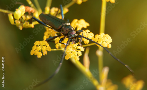 Macro shot of Musk beetle. Aromia moschata. photo