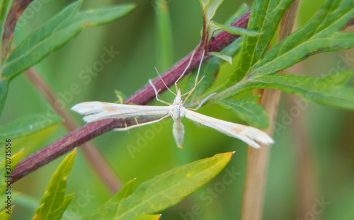 Macro shot of white plume moth. Pterophorus pentadactyla.