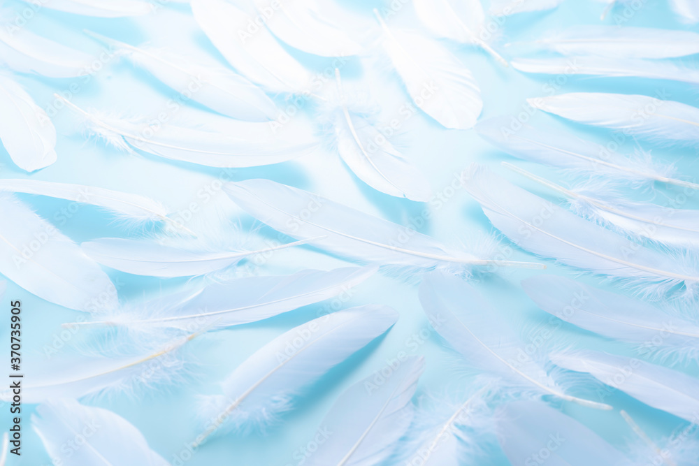 Fototapeta premium たくさんの羽根