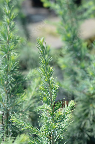 Deodar cedar Mr. Blue