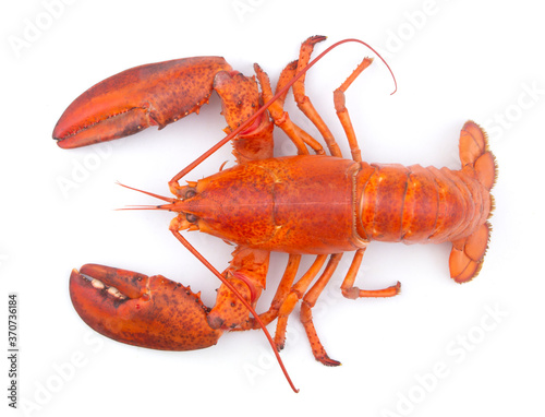 Cooked lobster isolated on white background