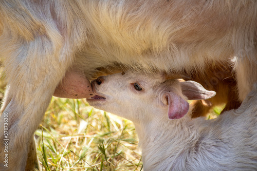 Close-up of a baby goat sucking milk from its mother's breast