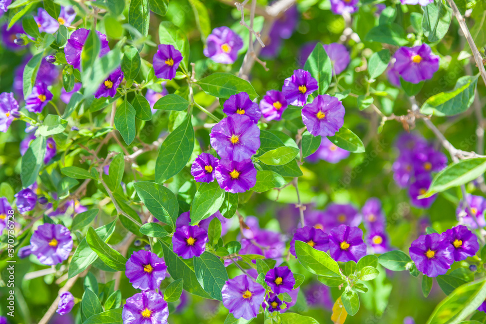Lycianthes rantonnetii close up of flowers Lycianthes rantonnetii close up of flowers