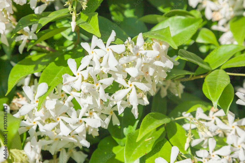 Trachelospermum jasminoides Trachelospermum jasminoides
