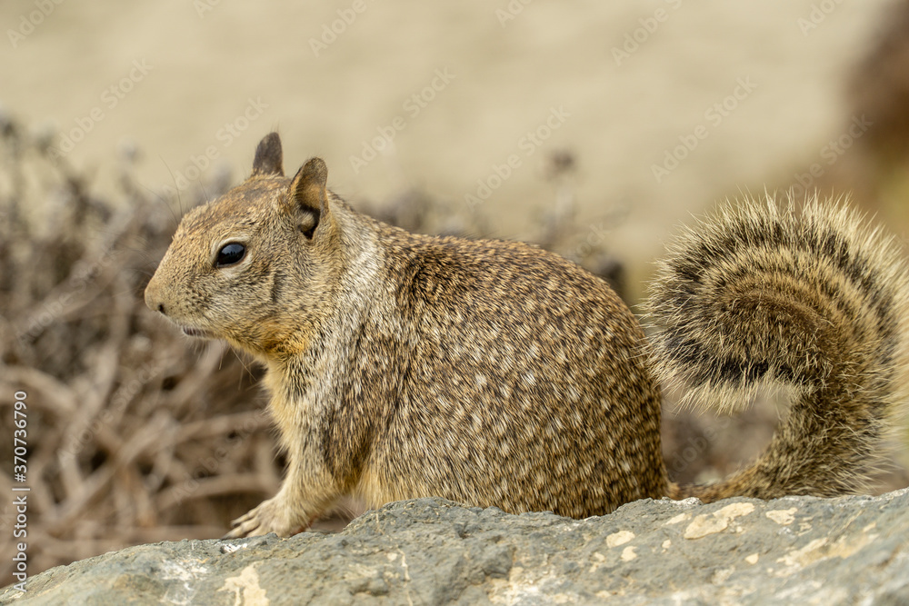 California, on the road to Carmel, close-up view of a squirrel