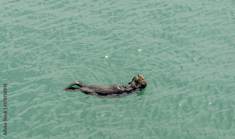 Fototapeta premium California on the way to Carmel, sea otters, mum with puppy who teaches how to break mussels