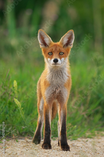 Young Red Fox - Vulpes Vulpes