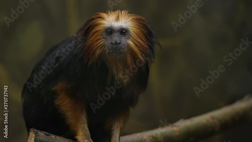 Cute Golden-headed lion tamarin is sitting on a tree branch and looking interesting photo