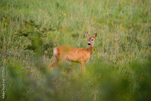 Fototapeta Naklejka Na Ścianę i Meble -  European Roe Deer female on grassland