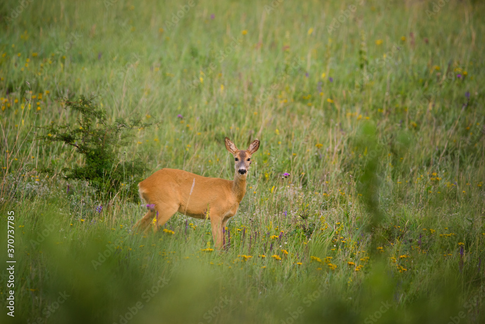 European Roe Deer female on grassland European Roe Deer female on grassland