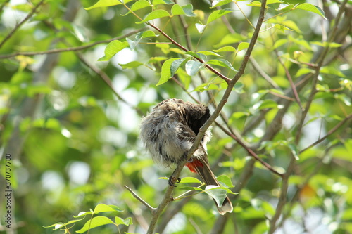 one Red Vented Bulbul bird or one bird sitting on the tree or tree branch on the morning with white background photo