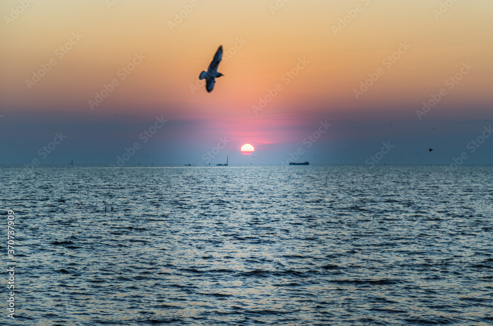 Seagulls flying over the sea on the background of beautiful sunset. Space for text, Selective focus. 